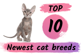 New breeds of cat