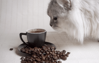 Alimente toxice pentru pisici