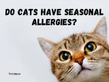 Can cats have seasonal allergies?