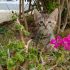 Can kittens eat adult cat food?
