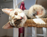 Cats and mirrors: how to stop the crazy scratching