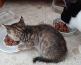 Can kittens eat adult cat food?