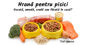 Hrana pentru pisici – Un ghid complet al nutriției pisicilor