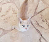 Finding a lost cat – all the useful tips [ 7 step guide]