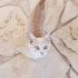 Can kittens eat adult cat food?