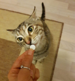 Cat pill shooters