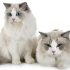 New breeds of cat
