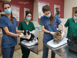 National Cat Health Month – Best 10 Cat Health Care Tips